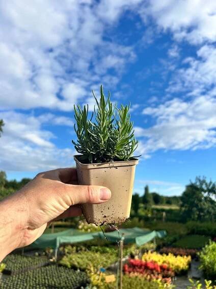 LAWENDA Hidcote Blue TRVALÉ sazenice 0,4L Stav balení originální