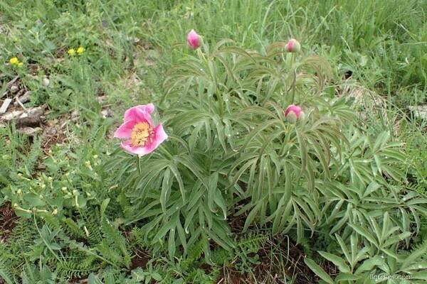 Pivoňka lékařská (Paeonia officinalis)
