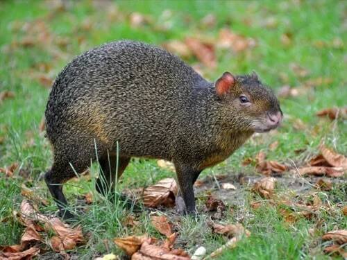 Aguti Azarův (Dasyprocta azarae)