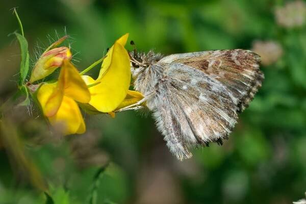 Muschampia floccifera, Velebit, 0621H0907