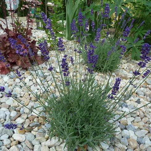Lavandula angustifolia 'Hidcote blue'