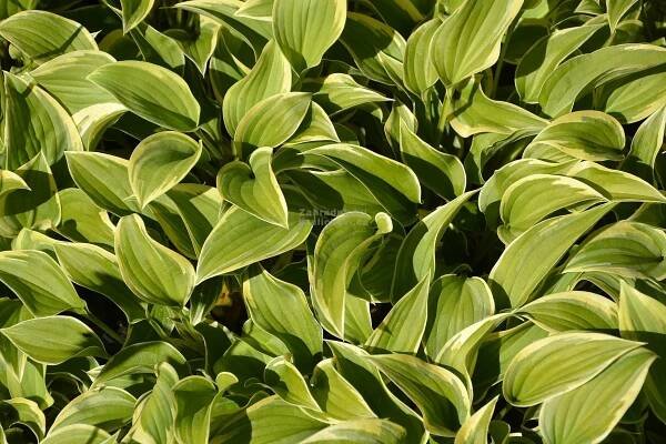 Hosta " Pilgrim " - bohyška Zahradnictví Krulichovi - zahradnictví, květinářství, trvalky, skalničky, bylinky a koření 