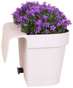 Campanula Addenda - bellflower violet - balcony box white with 3 Campanula in 12cm pot - incl. hanging system - hardy perennial