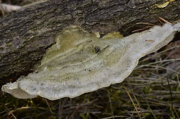 Outkovka chlupatá - Trametes hirsuta (Wulfen) Pilát | www.ohoubach.cz