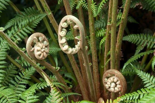 Dicksonia antarctica (Zdroj: Shutterstock)