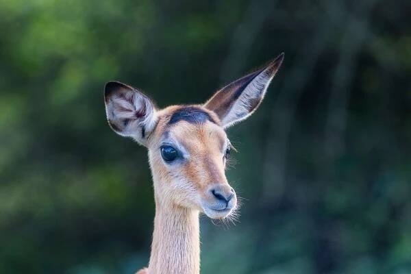 Impala