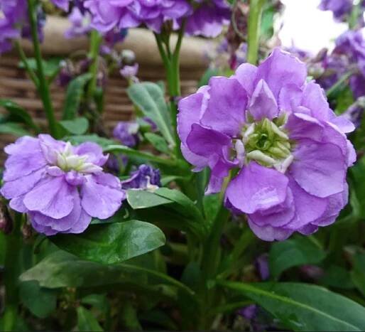 Learn How to grow Brompton stock