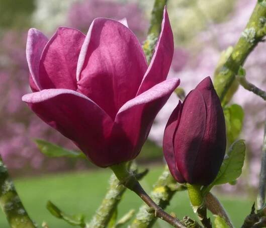 Magnolia Cultivars G 'Genie'