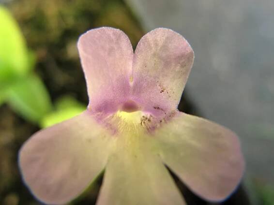 Pinguicula mundi