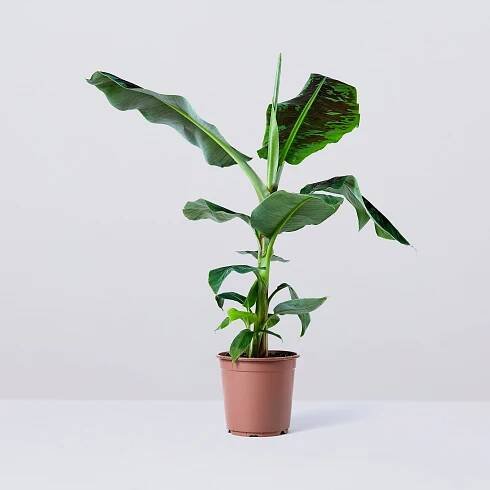 Musa Dwarf Cavendish | Dwarf Banana Plant | Indoor Plant Delivered | Patch