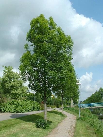 Fraxinus excelsior 'Geessink'