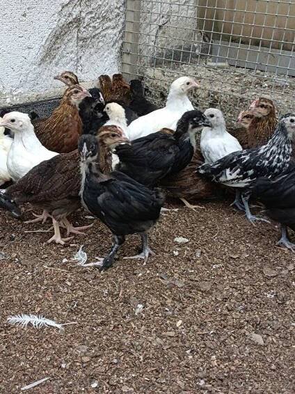 Leghorn,Vlaška koroptví a Australka velká