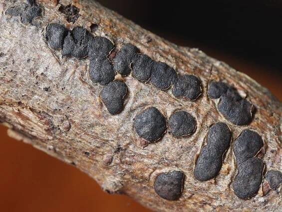 Sordariomycetes - tvrdohouby - myko.cz