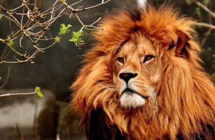 Lev: Král Savany a Tajemství Jeho Království