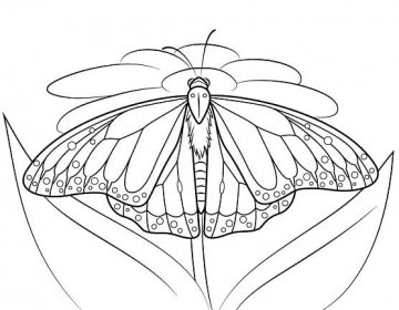 Monarch Motýl 2