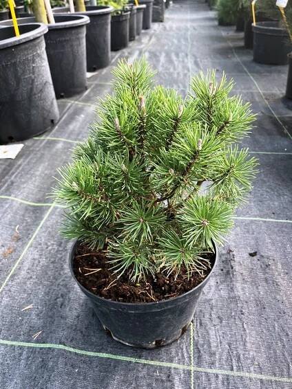 Pinus mugo 'Mini Mops'