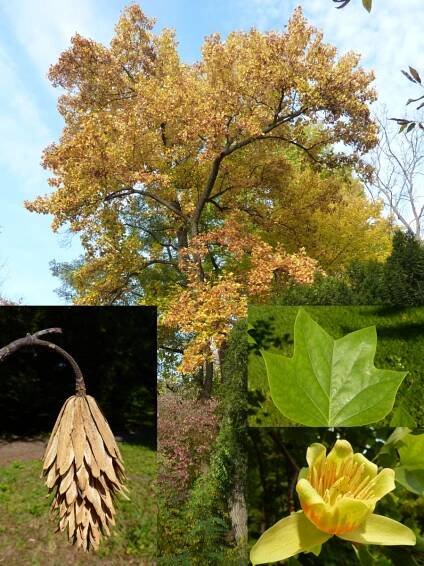 Arboretum SLŠ Hranice - Žijeme lesem