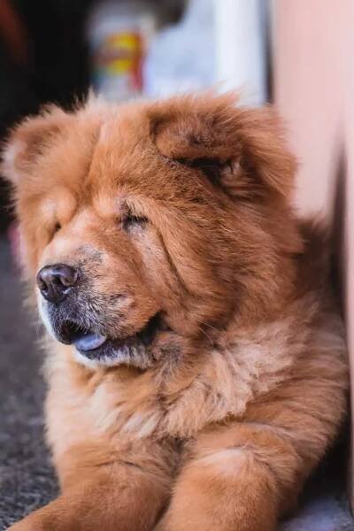 5 a Chow Chow
