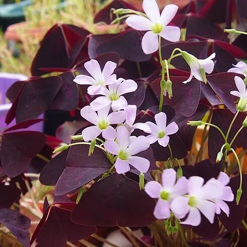 Šťavel trojhraný - Oxalis triangularis - cibuloviny - 3 ks