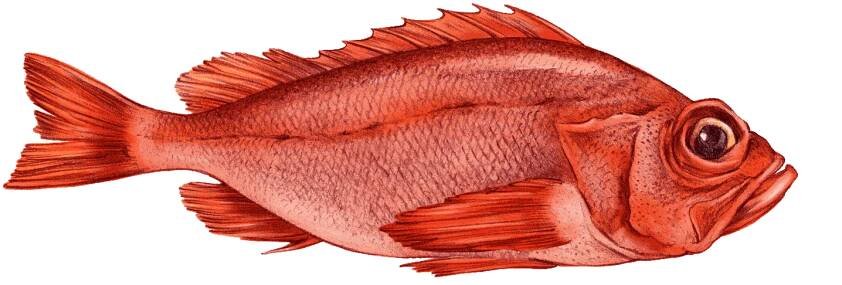 KishTM Redfish