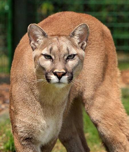 cougar-275945_640