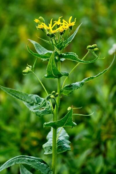 Starček (Senecio triangularis)