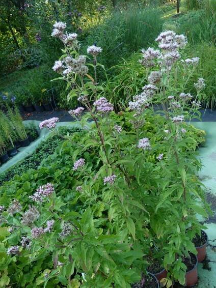 Sadec konopáč (Eupatorium cannabium) - Bioaqua