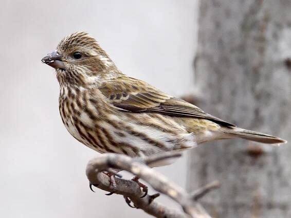  - Purple Finch (Eastern)