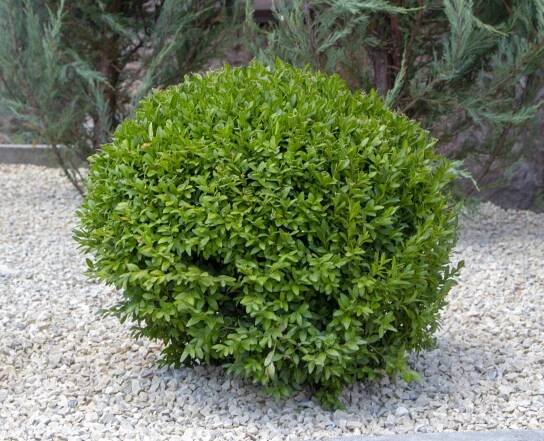 Buxus / Depositphotos