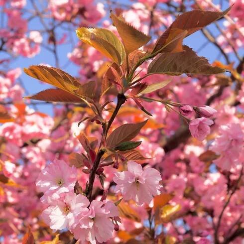 Sakura ozdobná Pink Perfection