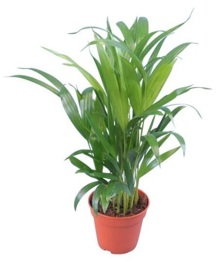 GROW by OBI Chrysalidokarpus nažloutlý (Dypsis Lutescens)"Areca"45-55cm, pr.12cm nakoupit u OBI