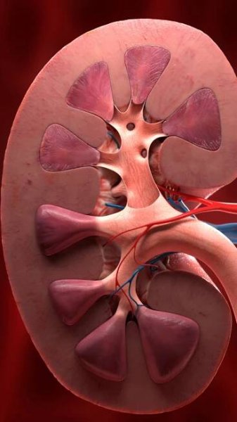 10 best foods, exercise tips to keep kidney healthy naturally