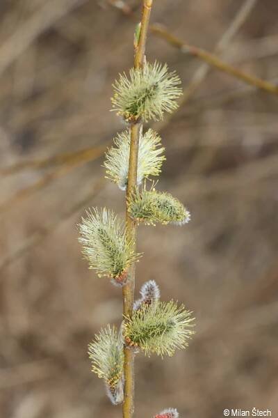 Salix ×rubra | Květena Šumavy