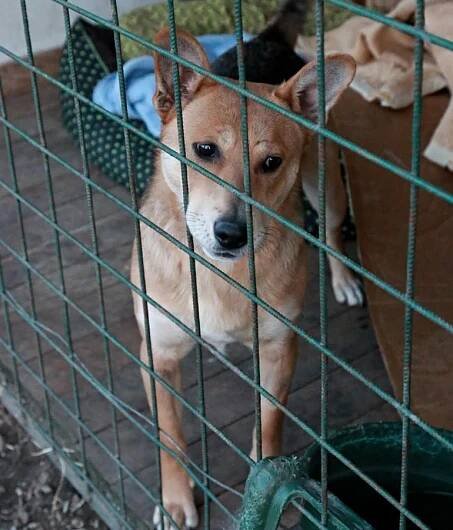 Psi k adopci z útulků, azylů a neziskových organizací