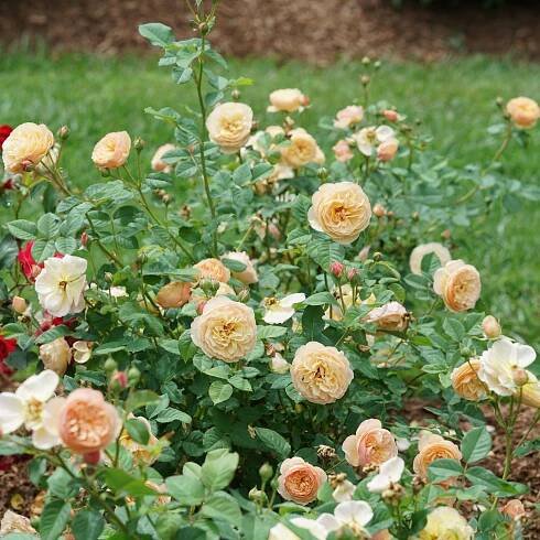 FLAVORETTE® Honey-Apricot Rose - Order Online