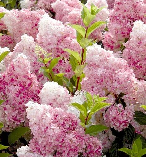 Predaj HYDRANGEA PANICULATA VANILLE FRAISE ® - 2024