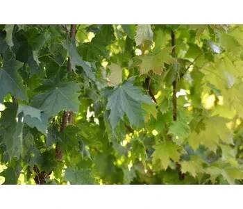 Javor mléč 'Globosum' - Acer platanoides 'Globosum' Kontejner o objemu 20 litrů obvod kmene 8-10 cm kmen 200 cm