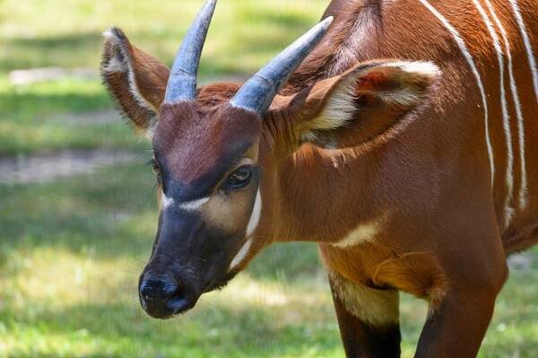 Fresh Browse Donation Program | Potter Park Zoo 