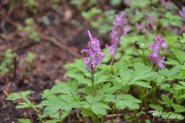 Corydalis cava - Perenniculum