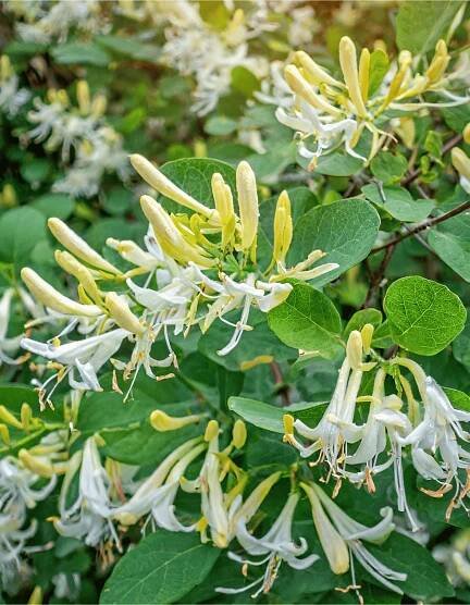 honeysuckle