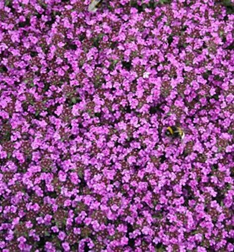 Materina dúška, Thymus praecox Coccineus | Lumigreen.sk