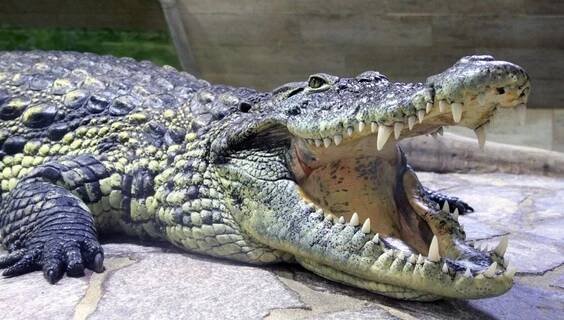 Krokodýlí ZOO Protivín | Zoologické a botanické zahrady Protivín | NaVylet.cz
