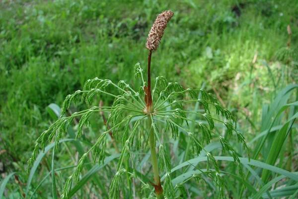 Obrázek - Equisetum sylvaticum (přeslička lesní) | BioLib.cz