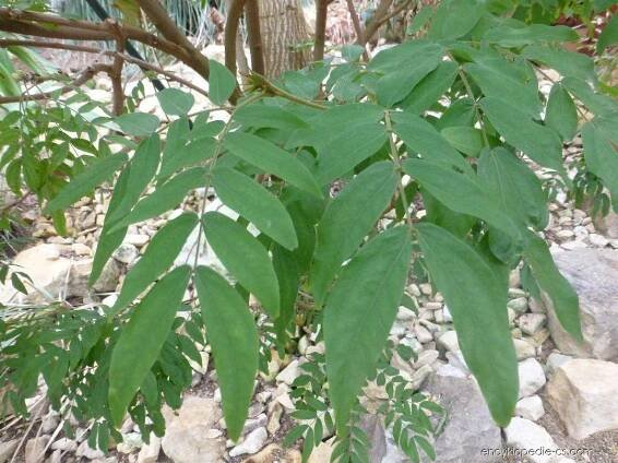 Kaliandra červenohlavá Alba (Calliandra haematocephala)