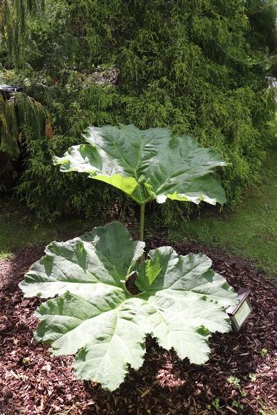 Gunnera manicata - barota rukávovitá - listy 