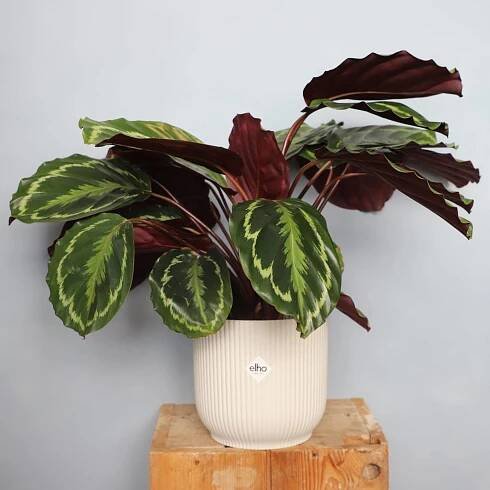 Calathea Medallion XL