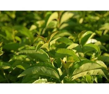 Bobkovišeň portugalská 'Tico' - Prunus lusitanica azorica 'Tico' Kontejner o objemu 15 litrů velikost 60-80 cm