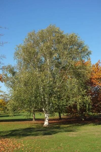 Betula utilis B jacquemontii