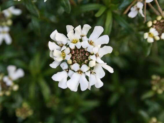 Iberka vždyzelená 'Schneeflocke' - Iberis sempervirens 'Schneeflocke'