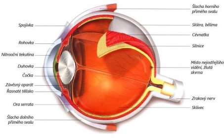 Anatomie oka | cukrovka